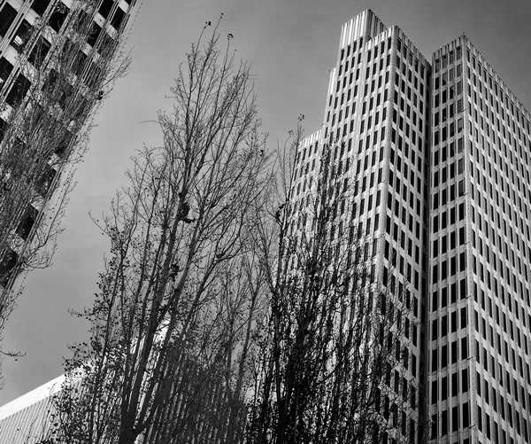 Tall trees stretch upward between towering office buildings, nature and architecture competing for the sky in this black and white San Francisco cityscape