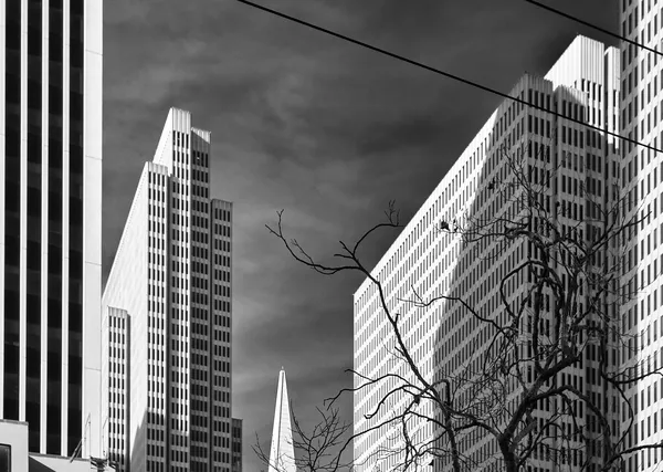 Bare winter branches reach between towering San Francisco skyscrapers, nature's delicate tracery against the rigid geometry of the financial district