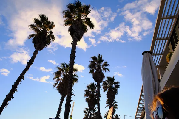 Palm trees silhouetted against a warm sunset sky in Sète, their swaying fronds framing a golden hour moment of Mediterranean summer bliss